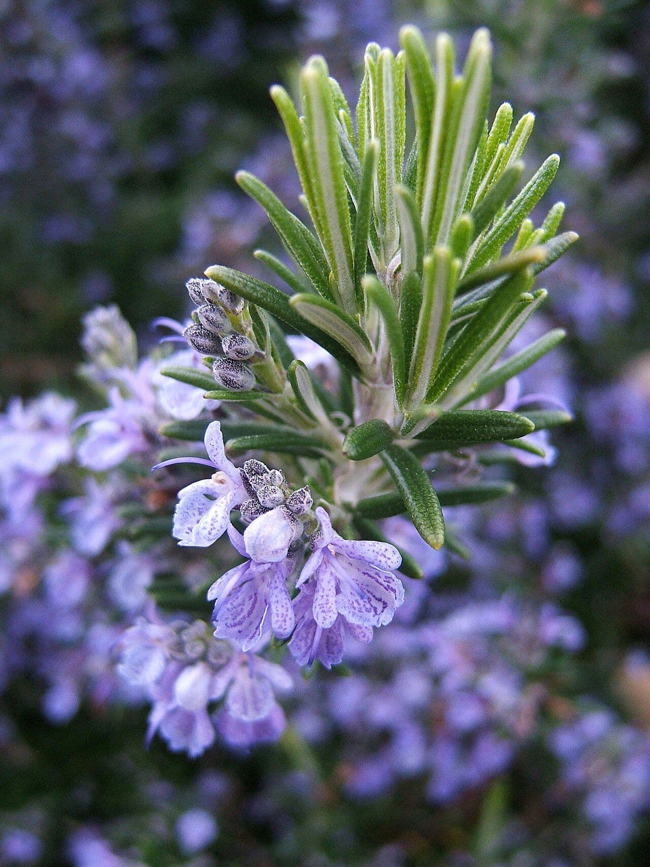 Ružmarin